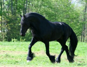 Anne gyönyörű fríz lova, Felleg. *-* Bjútifól xD